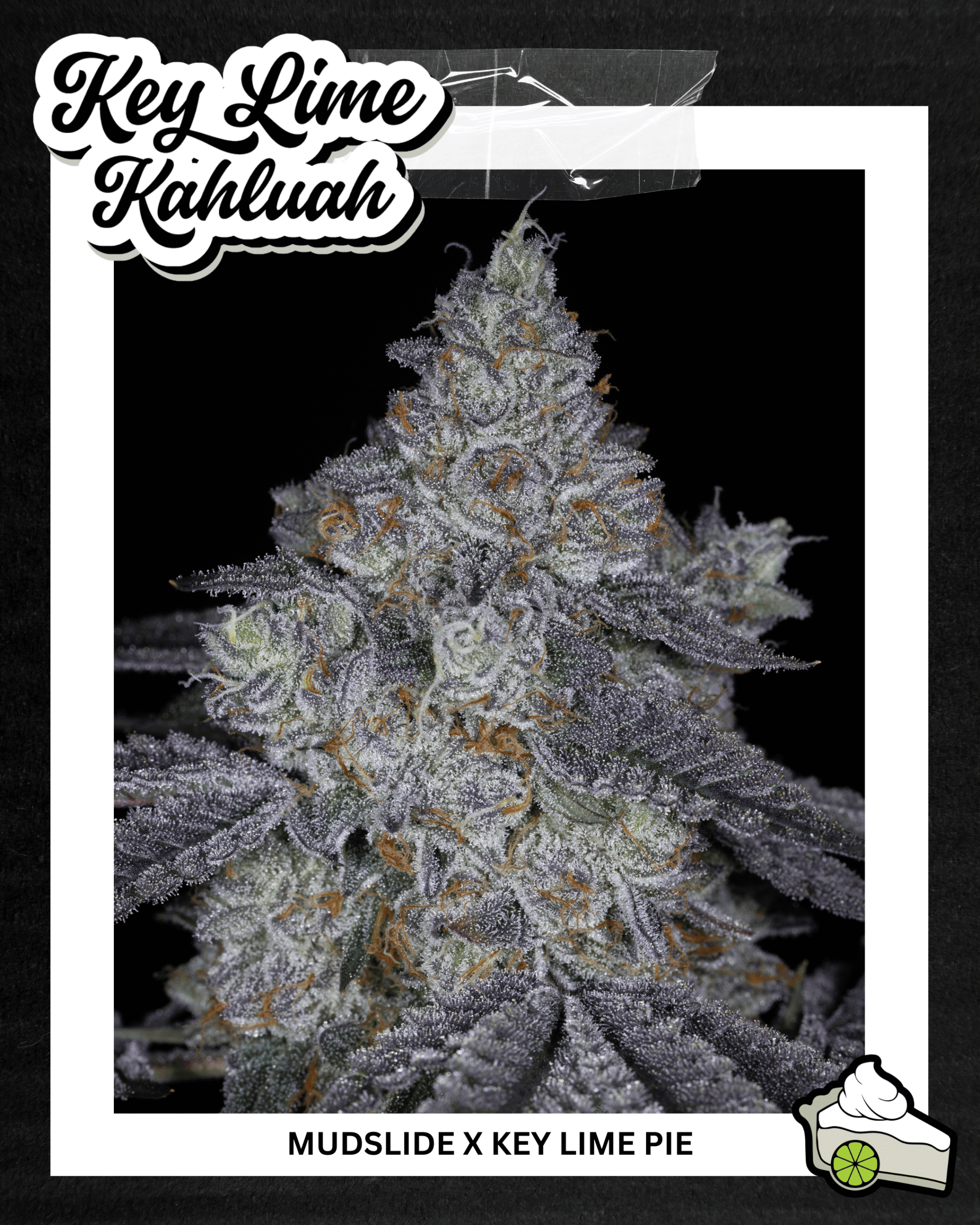 SIN_CITY_SEEDS_KEY_LIME_KAHLUAH_FLYER_LUSCIOUS_GENETICS