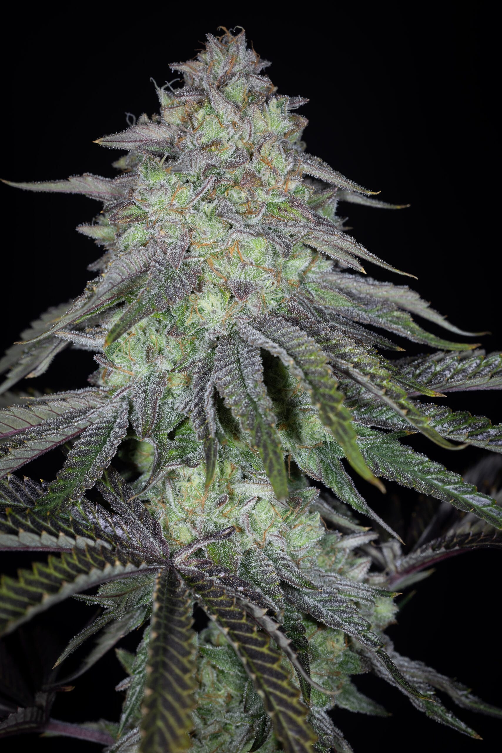 SIN_CITY_SEEDS_KEY_LIME_PIE_BX2_FLOWER_1_LUCSIOUS_GENETICS