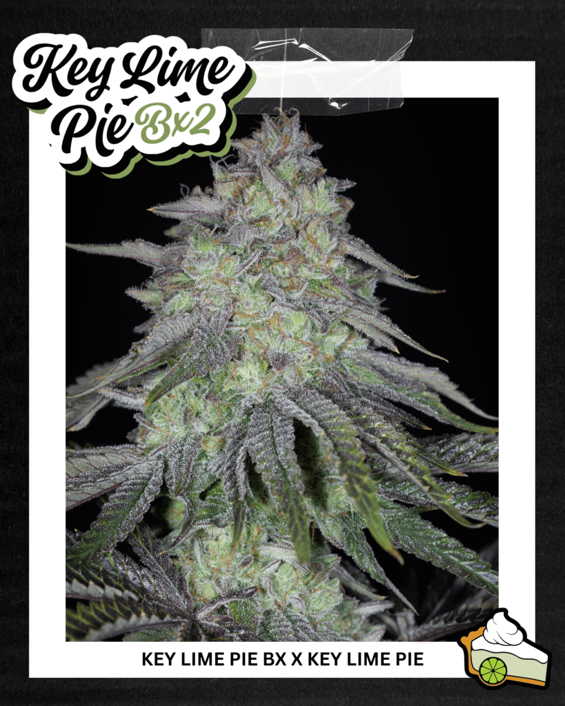 SIN_CITY_SEEDS_KEY_LIME_PIE_BX