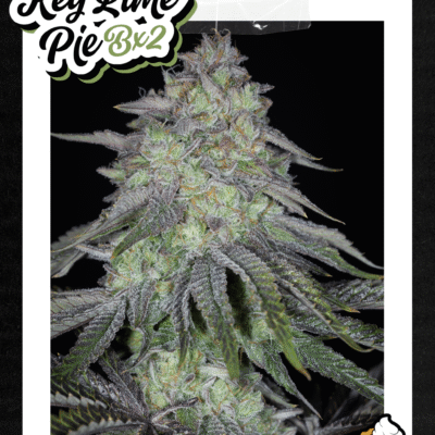 SIN_CITY_SEEDS_KEY_LIME_PIE_BX2_FLYER_LUSCIOUS_GENETICS