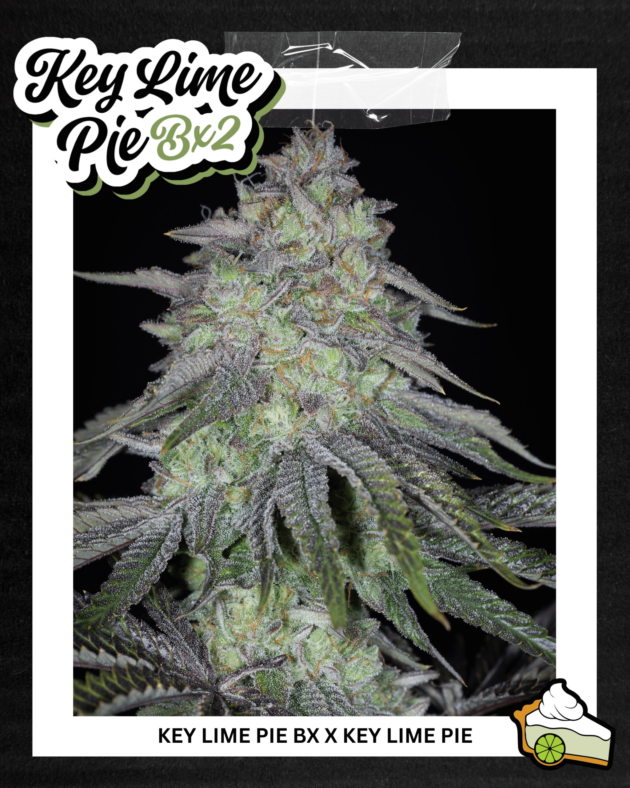 Sin City Seeds Key Lime Pie Bx2 - Luscious Genetics