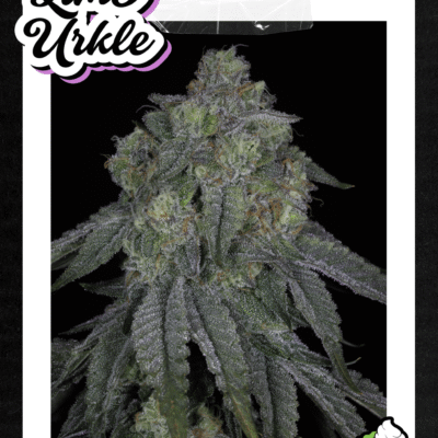 SIN_CITY_SEEDS_LIME_URKLE_FLYER_LUSCIOUS_GENETICS