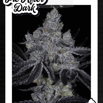 SIN_CITY_SEEDS_PIE_AFTER_DARK_FLYER_LUSCIOUS_GENETICS