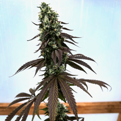 CHAnetics Cherry Amaretto