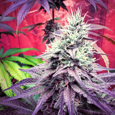 CHAnetics Cranberry Gellyz