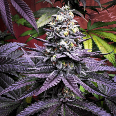 CHANETICS_GELBANGER_FLOWER_5_LUSCIOUS_GENETICS