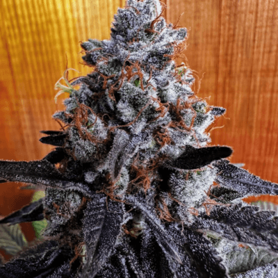 CHANETICS_GRAPE_GELLYZ_FLOWER_1_LUSCIOUS_GENETICS