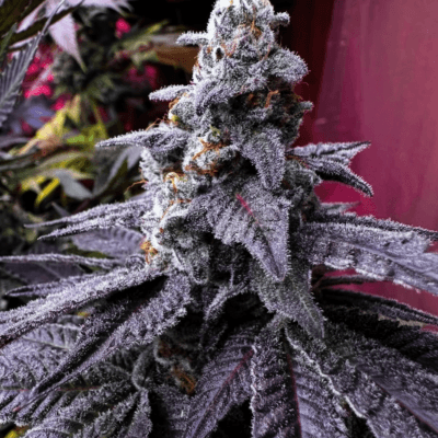 CHANETICS_LEMON_GRAPE_CANDY_FLOWER_1_LUSCIOUS_GENETICS