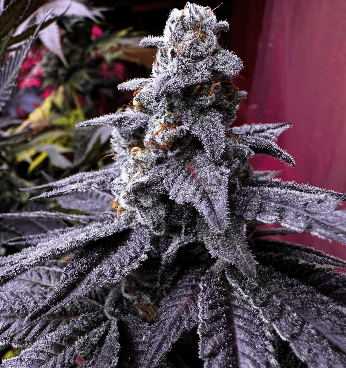 CHANETICS_LEMON_GRAPE_CANDY_FLOWER_1_LUSCIOUS_GENETICS