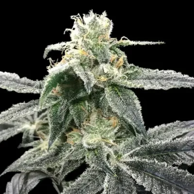 GENETICS_FANATICS_BLUE_DREAM_FLOWER_1_LUSCIOUS_GENETICS