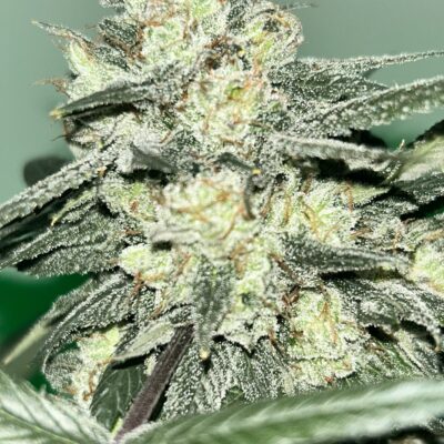 GENETICS_FANATICS_DEATHSTAR_FLOWER_1_LUSCIOUS_GENETICS