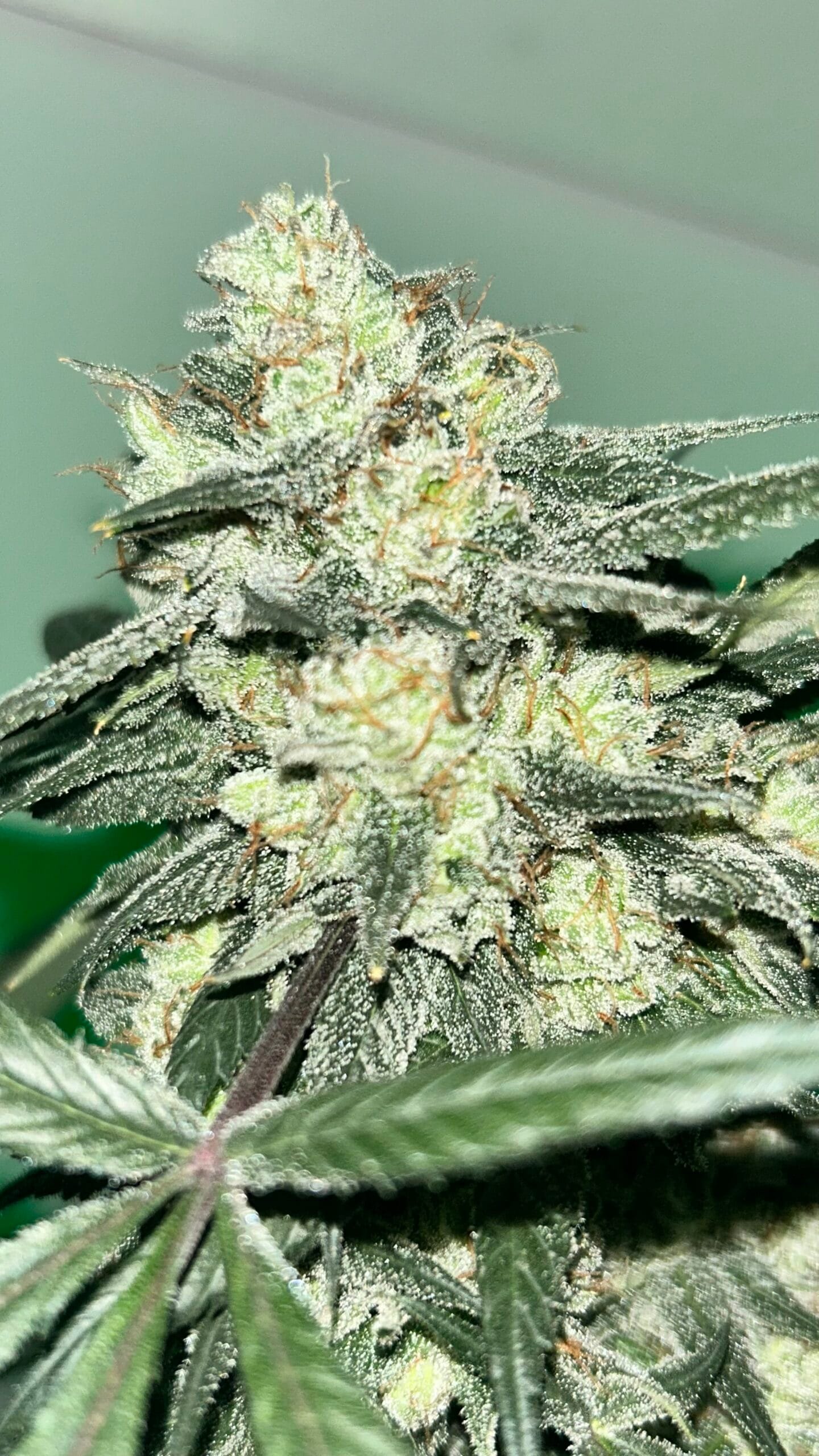 GENETICS_FANATICS_DEATHSTAR_FLOWER_1_LUSCIOUS_GENETICS