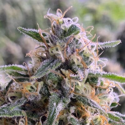 GENETICS_FANATICS_ORANGE_CRUSH_FLOWER_1_LUSCIOUS_GENETICS