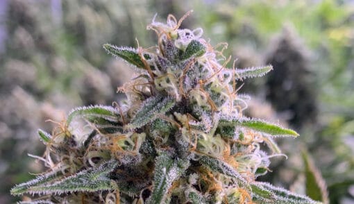 GENETICS_FANATICS_ORANGE_CRUSH_FLOWER_1_LUSCIOUS_GENETICS