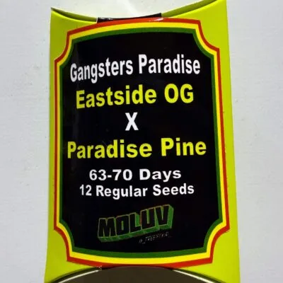 TREE1FOUR_GENETICS_GANGSTERS_PARADISE_SEED_PACK_LUSCIOUS_GENETICS