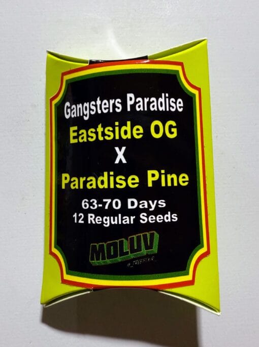 TREE1FOUR_GENETICS_GANGSTERS_PARADISE_SEED_PACK_LUSCIOUS_GENETICS