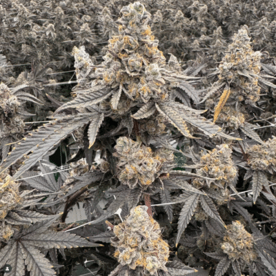 TREE1FOUR_GENETICS_KOB_FLOWER_1_LUSCIOUS_GENETICS
