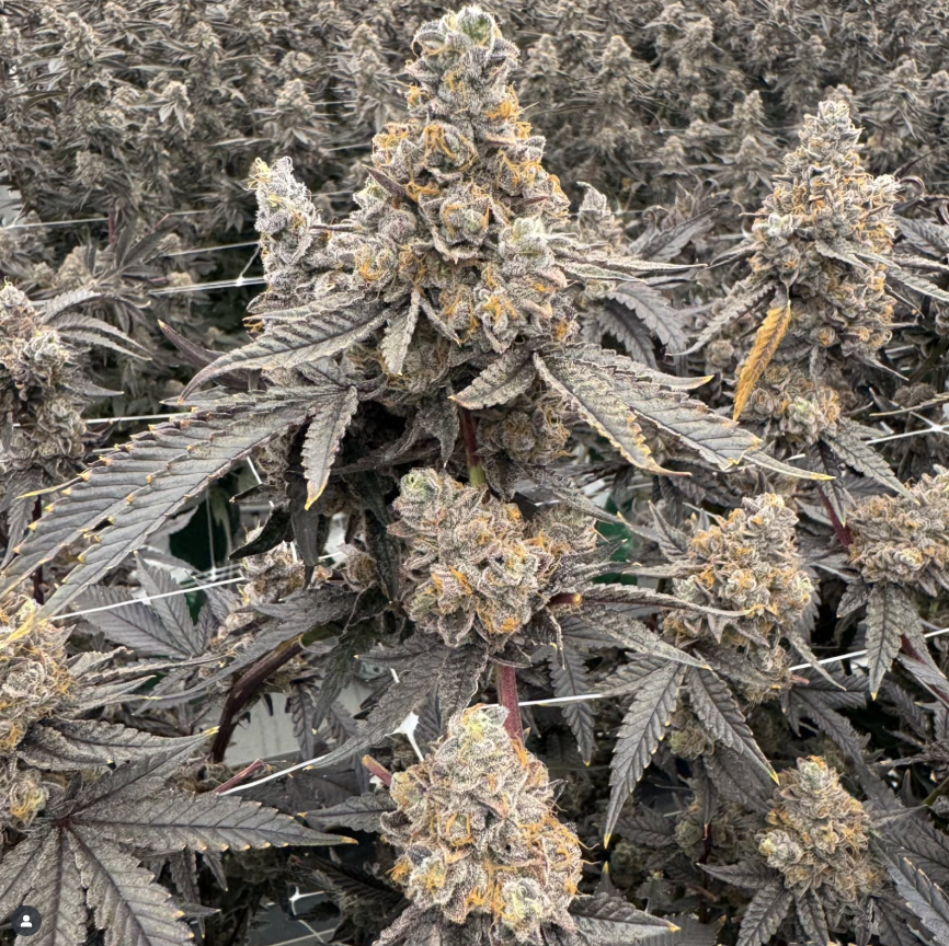 TREE1FOUR_GENETICS_KOB_FLOWER_1_LUSCIOUS_GENETICS