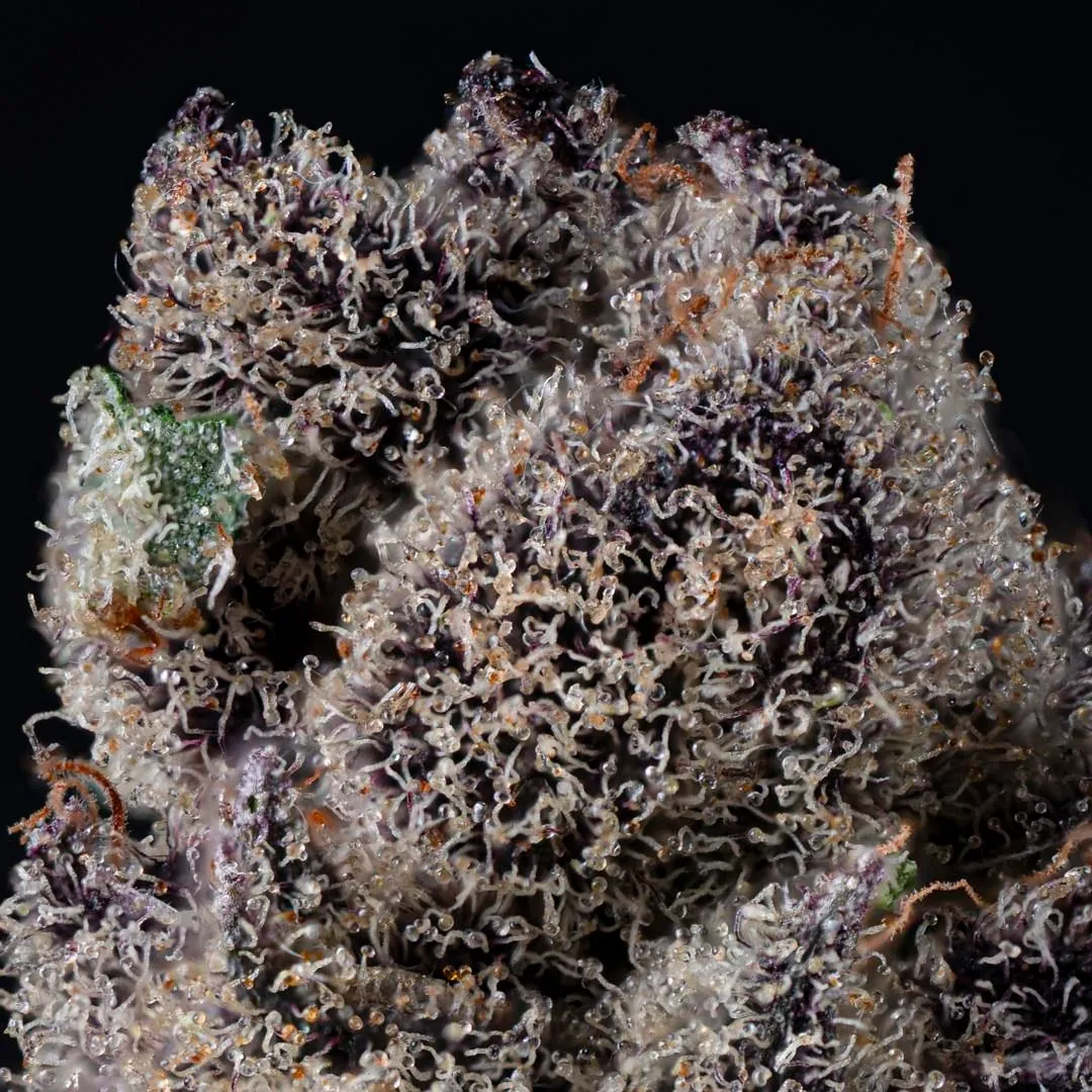 TREE1FOUR_GENETICS_QUASIMODO_FLOWER_2_LUSCIOUS_GENETICS