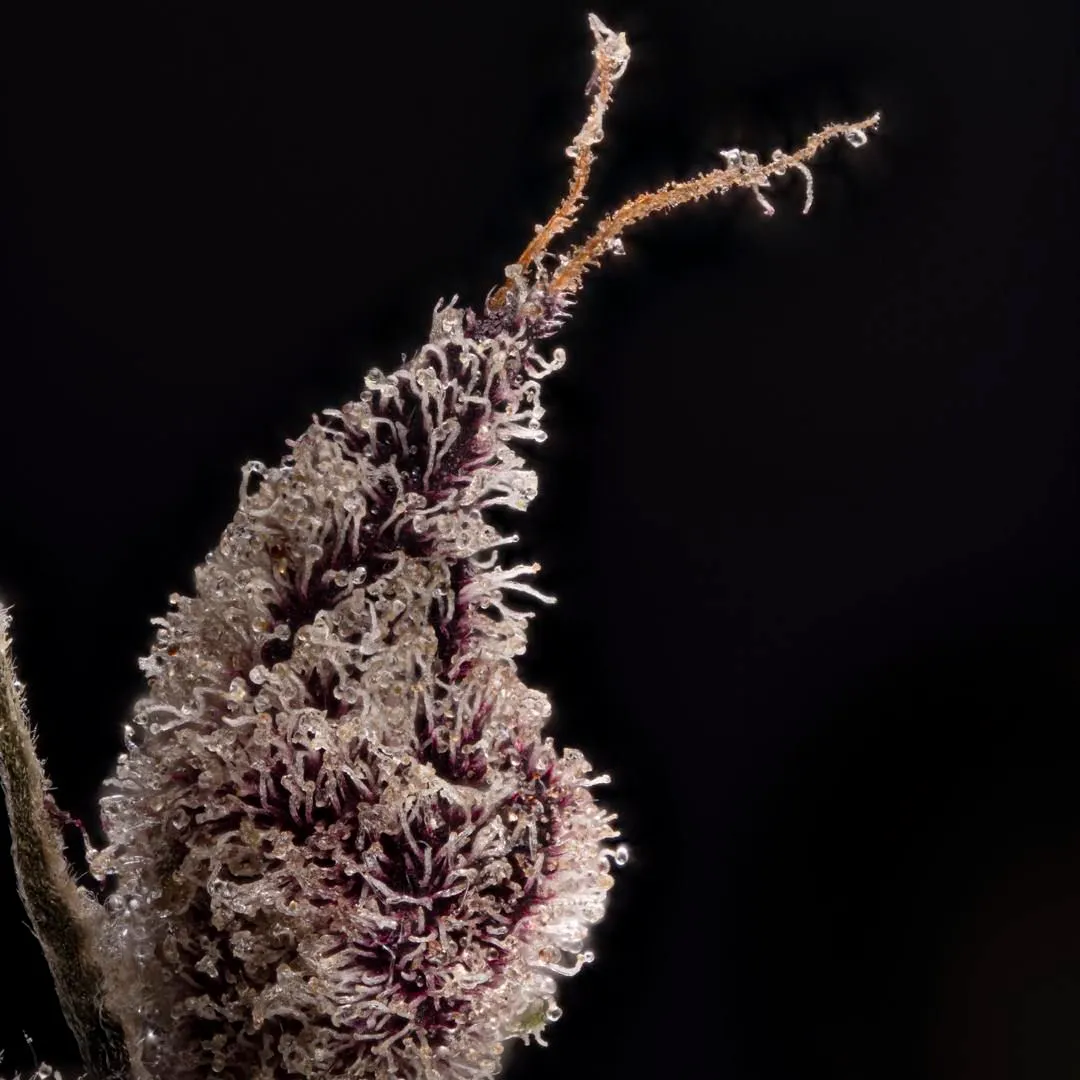 TREE1FOUR_GENETICS_QUASIMODO_FLOWER_3_LUSCIOUS_GENETICS