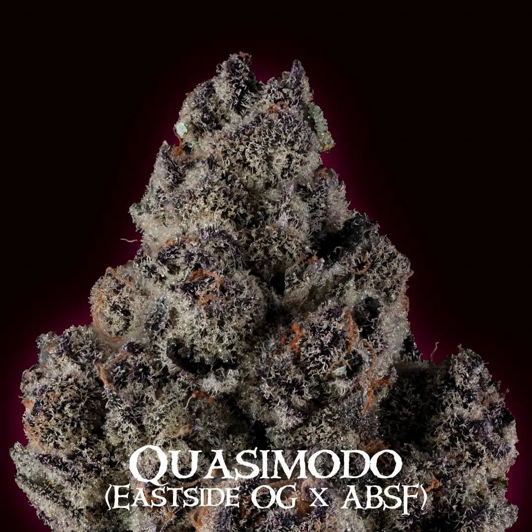 TREE1FOUR_GENETICS_QUASIMODO_FLOWER_4_LUSCIOUS_GENETICS