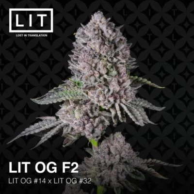 LIT_OG_F2_BREEDER_CUT_FLOWER_1_LUSCIOUS_GENETICS