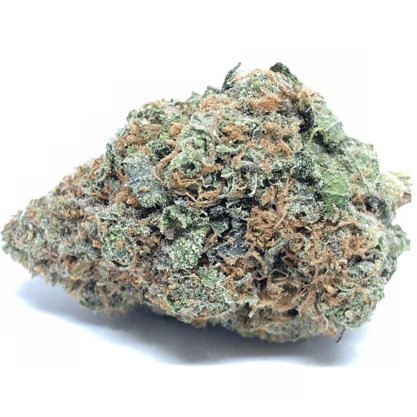 GENETICS_FANATICS_CHOCOLATE_GLUE_FLOWER_1_LUSCIOUS_GENETICS