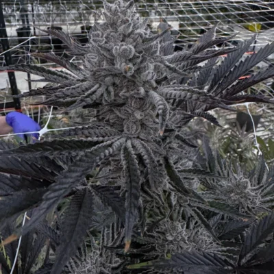 SOLFIRE_GARDENS_BUTTER_BALM_FLOWER_1_LUSCIOUS_GENETICS