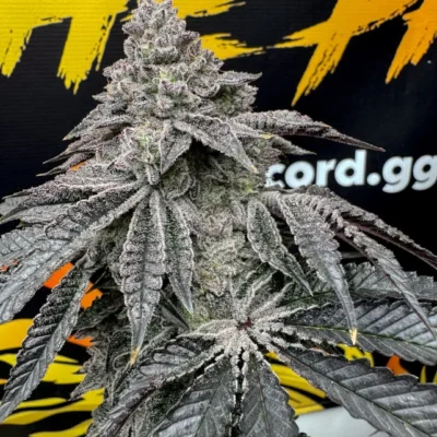 SOLFIRE_GARDENS_DIRTY_WATER_FLOWER_1_LUSCIOUS_GENETICS