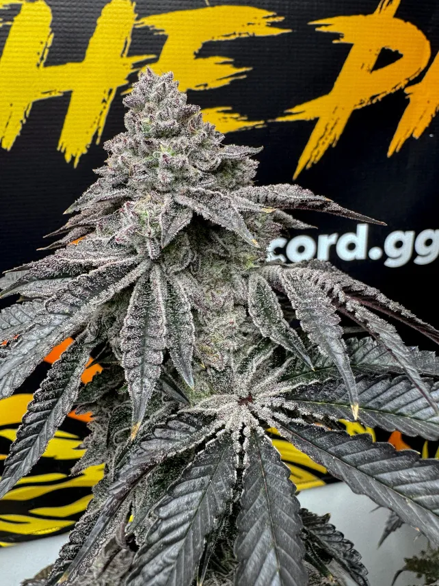 SOLFIRE_GARDENS_DIRTY_WATER_FLOWER_1_LUSCIOUS_GENETICS