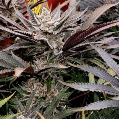 SOLFIRE_GARDENS_FX3_FLOWER_1_LUCSIOUS_GENETICS