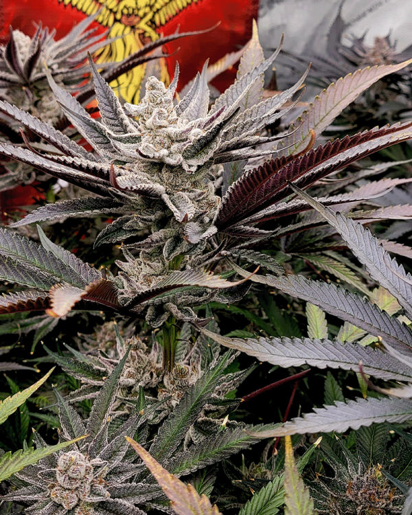 SOLFIRE_GARDENS_FX3_FLOWER_1_LUCSIOUS_GENETICS