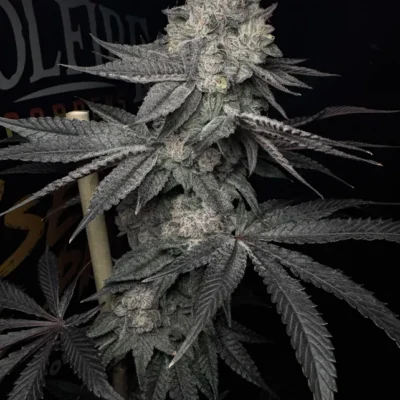 SOLFIRE_GARDENS_LUCID_VISION_FLOWER_1_LUSCIOUS_GENETICS