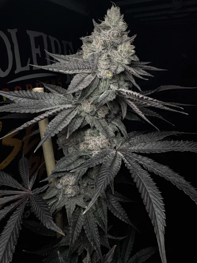 SOLFIRE_GARDENS_LUCID_VISION_FLOWER_1_LUSCIOUS_GENETICS