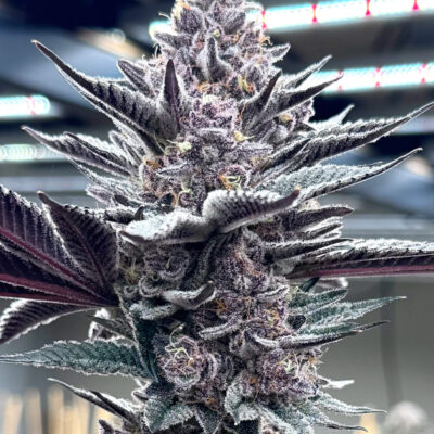 SOLFIRE_GARDENS_PINK_MILK_FLOWER_1_LUSCIOUS_GENETICS