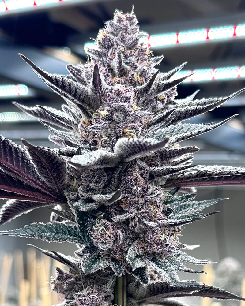SOLFIRE_GARDENS_PINK_MILK_FLOWER_1_LUSCIOUS_GENETICS