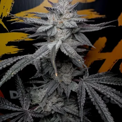 SOLFIRE_GARDENS_RUBICITE_FLOWER_1_LUSCIOUS_GENETICS