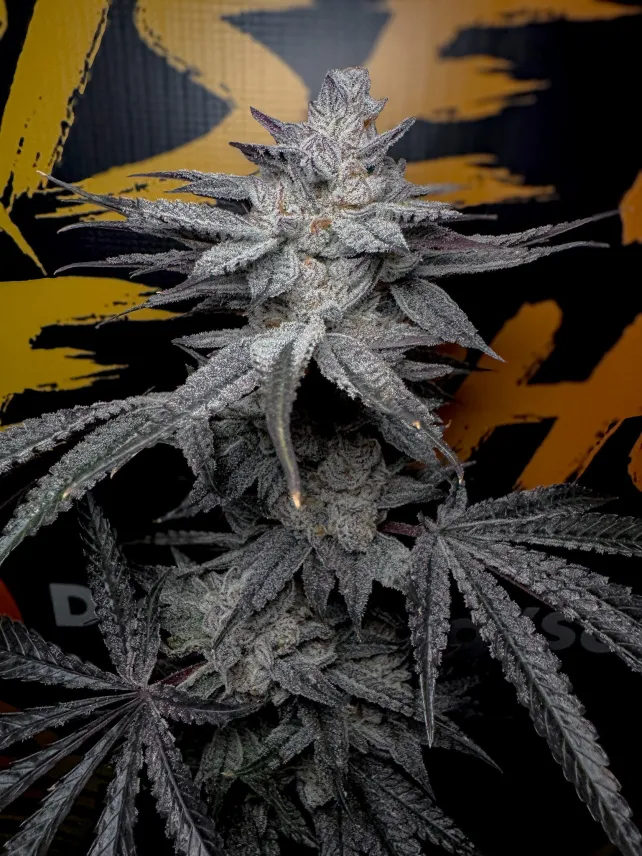 SOLFIRE_GARDENS_RUBICITE_FLOWER_1_LUSCIOUS_GENETICS