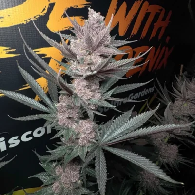 SOLFIRE_GARDENS_THE_PULP_FATHER_FLOWER_1_LUSCIOUS_GENETICS