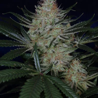 SUBCOOL_SEEDS_JACK_THE_RIPPER_BX_FLOWER_1_LUSCIOUS_GENETICS