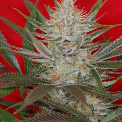 SUBCOOL_SEEDS_JACK_THE_RIPPER_F3_FLOWER_1_LUSCIOUS_GENETICS