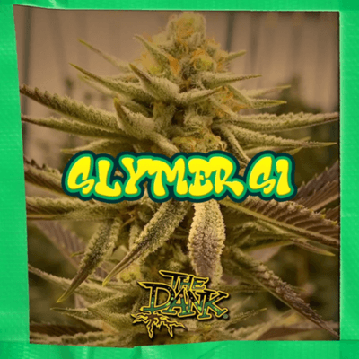 SUBCOOL_SEEDS_SLYMER_S1_FLOWER_1_LUSCIOUS_GENETICS