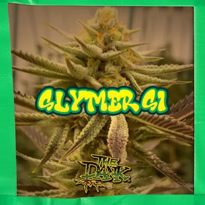 SUBCOOL_SEEDS_SLYMER_S1_FLOWER_1_LUSCIOUS_GENETICS