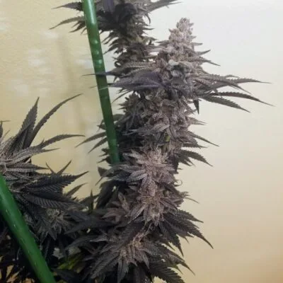 TRICHOME_BROS_ASMODEUS_CREAM_FLOWER_4