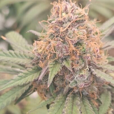 TRICHOME_BROS_FIJI_SUNSET_FROST_FLOWER_3