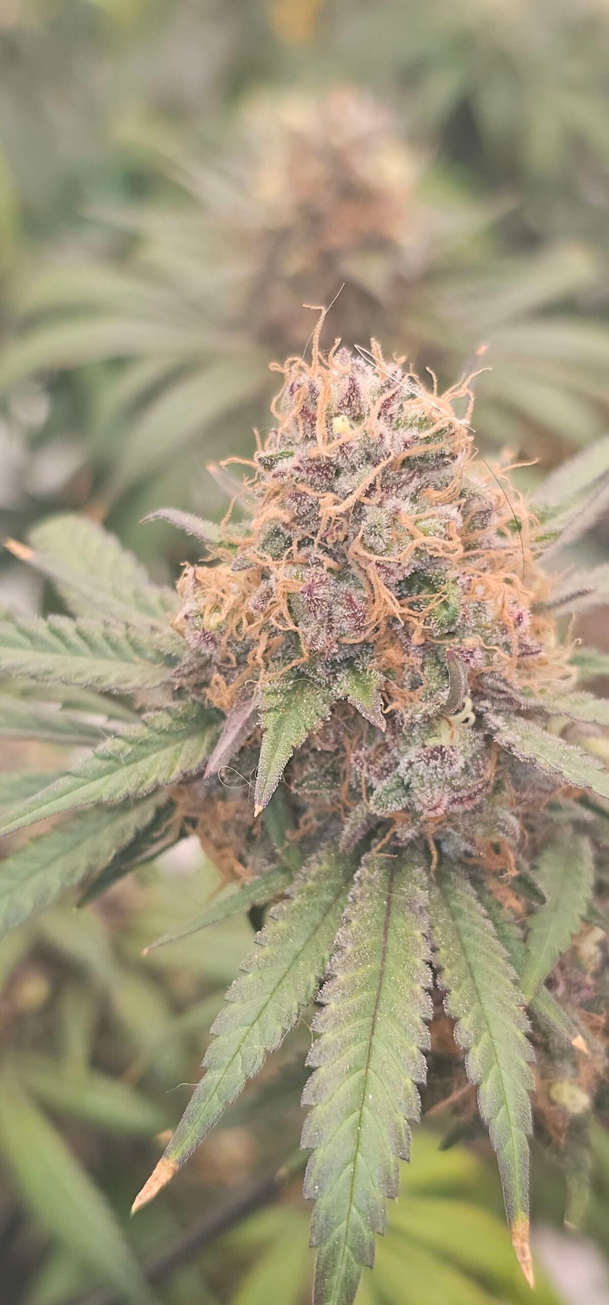 TRICHOME_BROS_FIJI_SUNSET_FROST_FLOWER_3