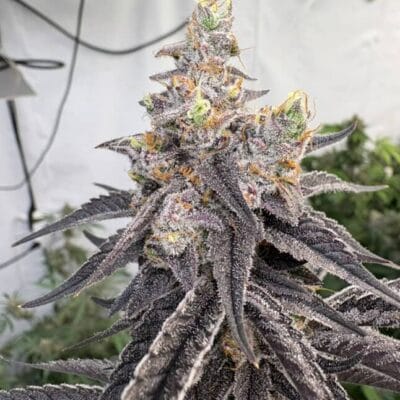 TRICHOME_BROS_COSMIC_22_MANGO_MADNESS_FLOWER_9