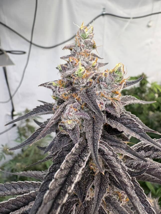 TRICHOME_BROS_COSMIC_22_MANGO_MADNESS_FLOWER_9