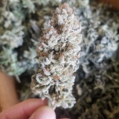 TRICHOME_BROS_LEVIATHAN_LUSH_FLOWER_2