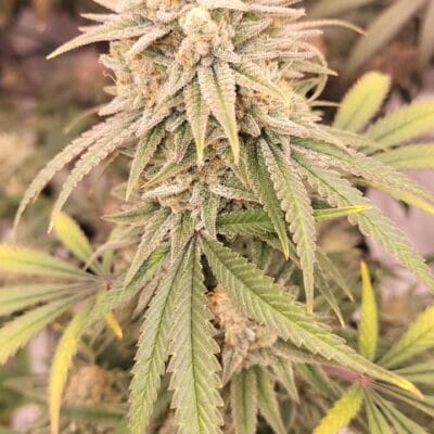 TRICHOME_BROS_PHUKET_CANDY_OCTANE_FLOWER_4
